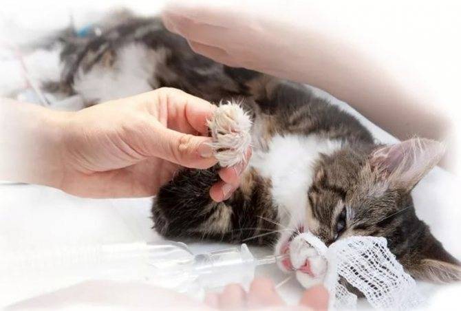 Травмы у кошек: как лечить, первая помощь, симптомы