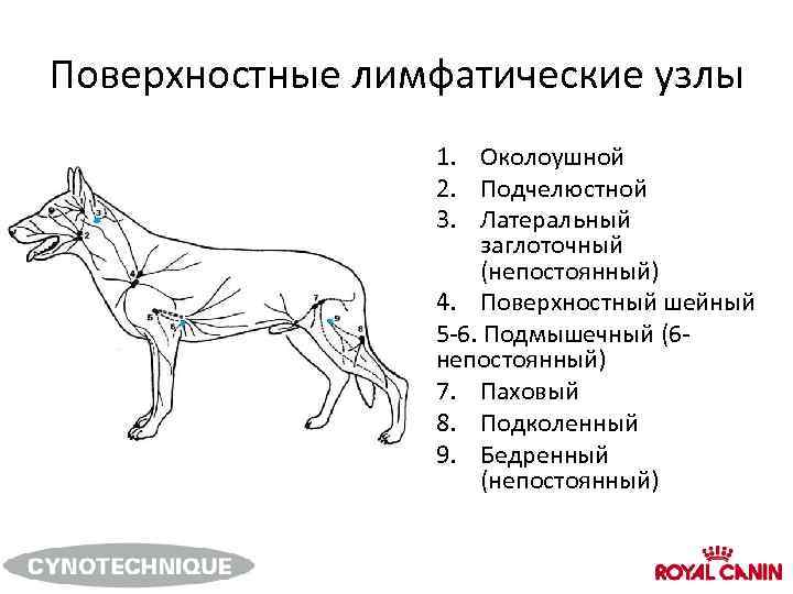 ᐉ есть ли соски у кота, сколько у кошки молочных желез? - zoomanji.ru