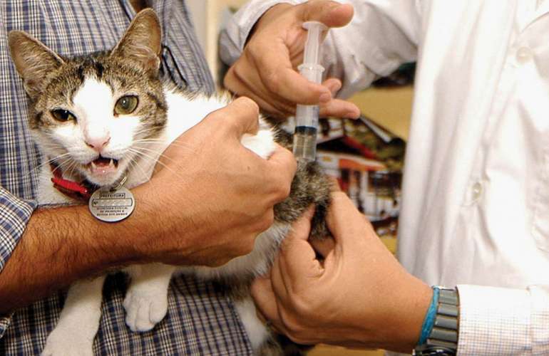 Токсоплазмоз у кошек: симптомы и лечение болезни (с фото)