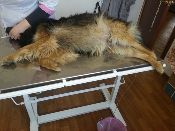 Асцит у собак (брюшная водянка): причины, симптомы, прогноз и лечение | petguru