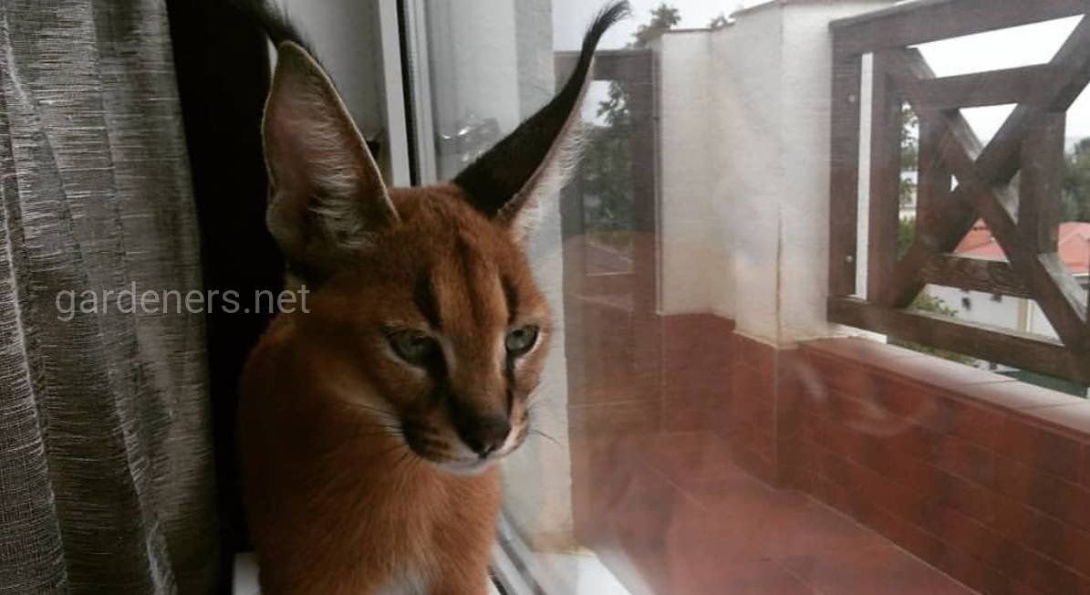 Кошки породы саванна: грациозный домашний хищник