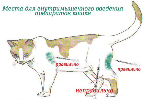 Как правильно сделать укол кошке в домашних условиях?