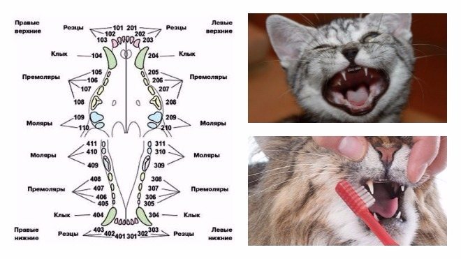 Сколько зубов у взрослой кошки или схема строения челюсти у кошек
