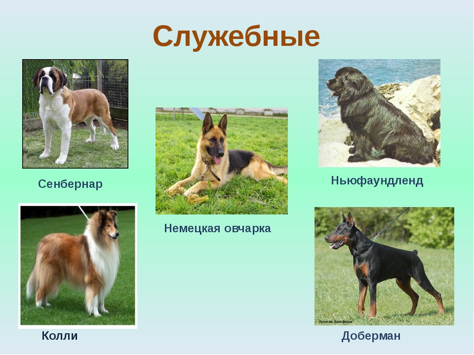 Служебные породы собак — список с фото, названиями и кратким описанием