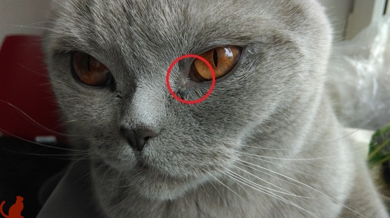 Что делать, если кошка чихает и у нее слезятся глаза?