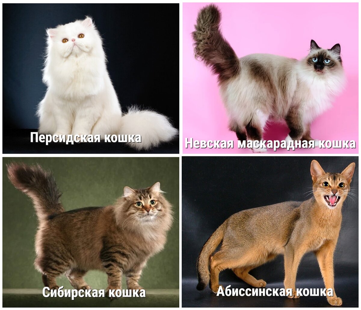 Крупнейшие кошки мира: 10 впечатляющих размерами пород