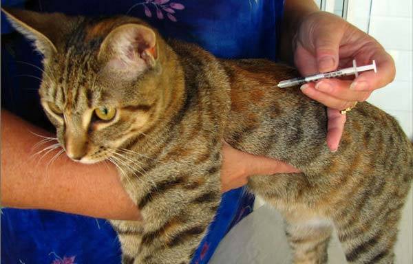 Котенок хромает на переднюю лапу что делать, причины хромоты у кошек