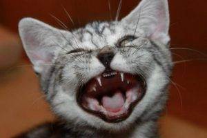 Почему у кошки пахнет изо рта: возможные причины и профилактика