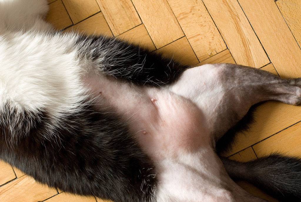 Что делать, если у кошки шишка на животе?