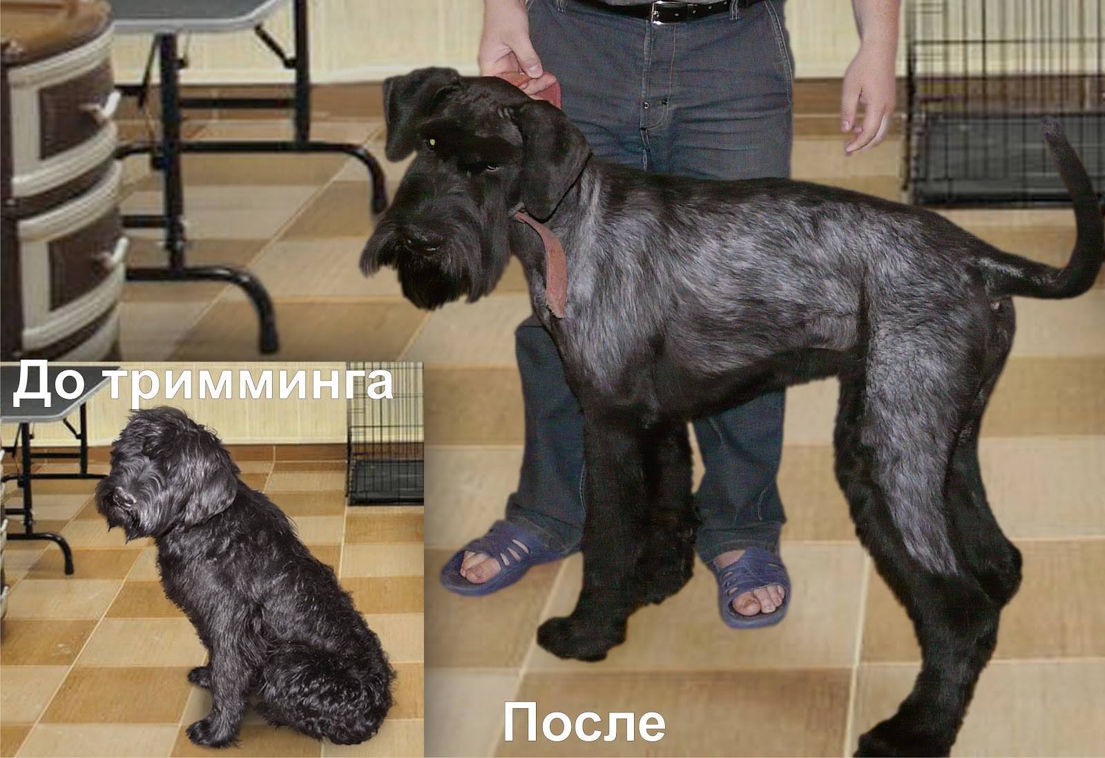 Что такое тримминг собак и зачем он нужен