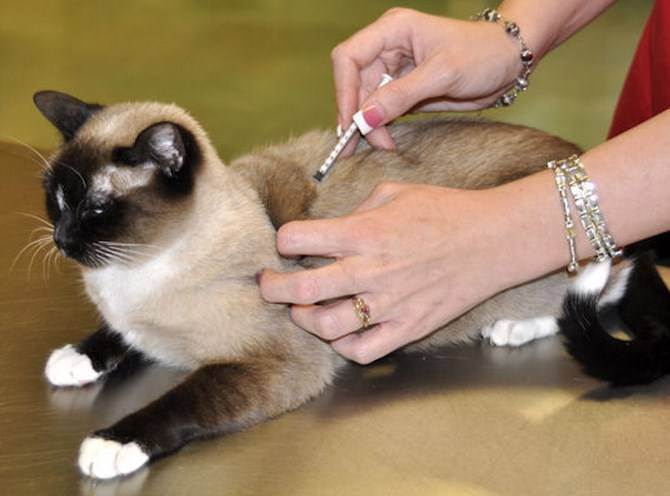 Прививки для котят: правила и порядок вакцинации ваших питомцев