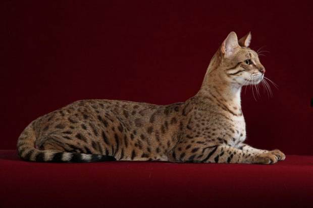 Самые большие кошки (55 фото): какие крупные породы домашних, огромный кот, великий гиганты, какая наибольшая в мире, описание, видео