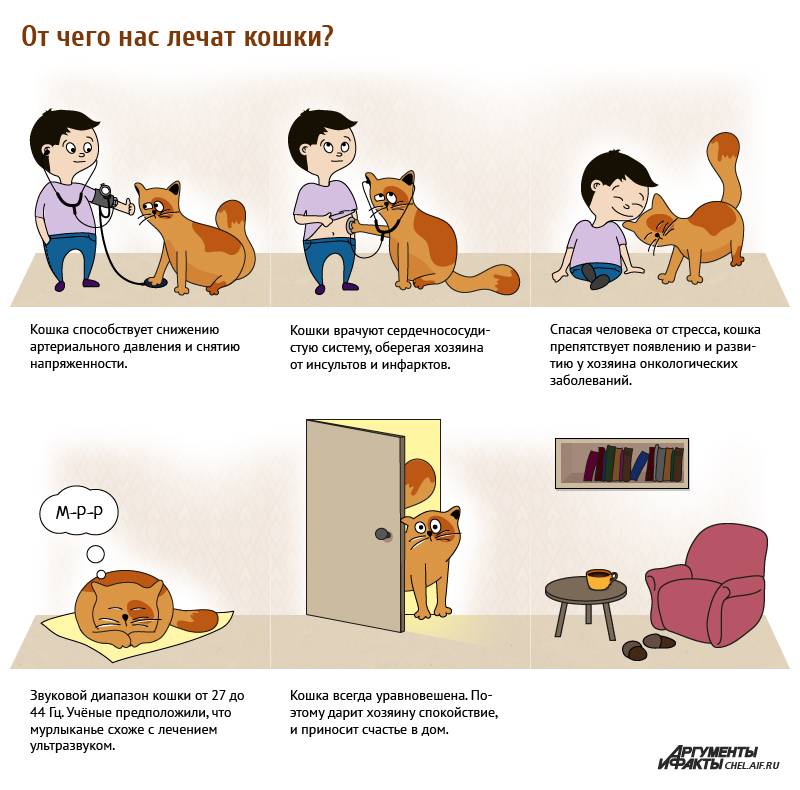 Приметы про кошек в разных ситуациях