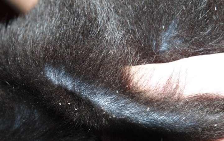 Болячки, язвочки или коросты у кота? причины и возможное лечение