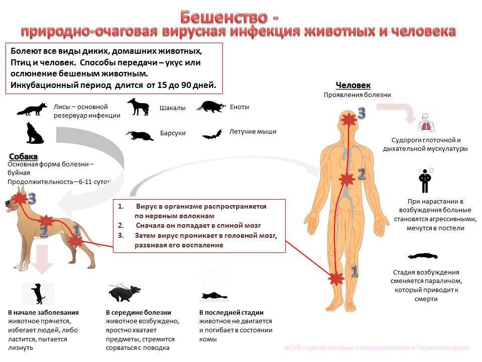 Чем можно заразиться от кошки человеку: симптомы болезней