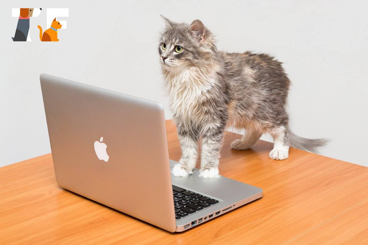 Black desert питомцы гайд