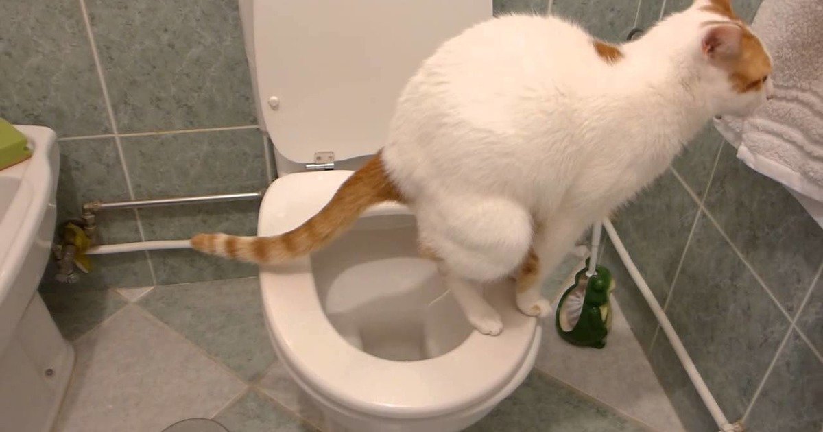 Как часто котёнок ходит в туалет: норма и отклонения