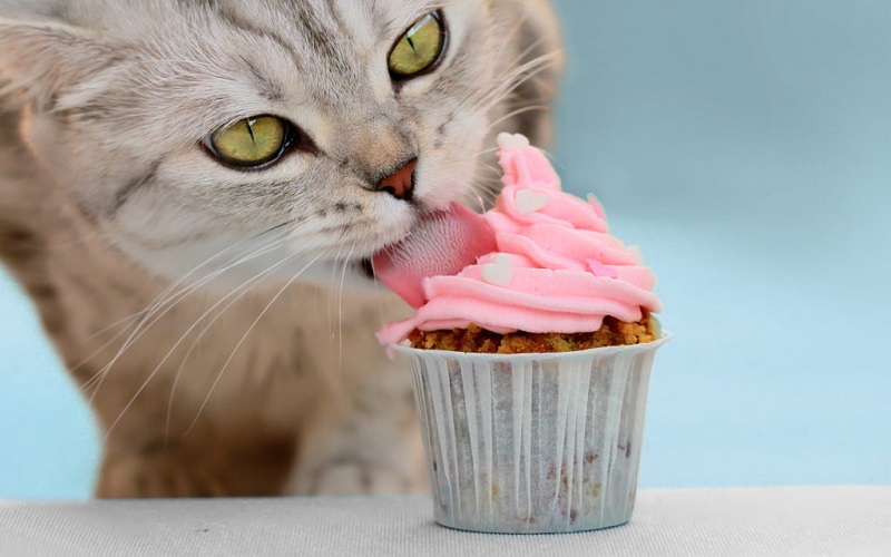 Можно ли кошкам сладкое и чем опасны сладости