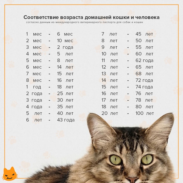 Возраст кошки по человеческим меркам – таблица соотношения
