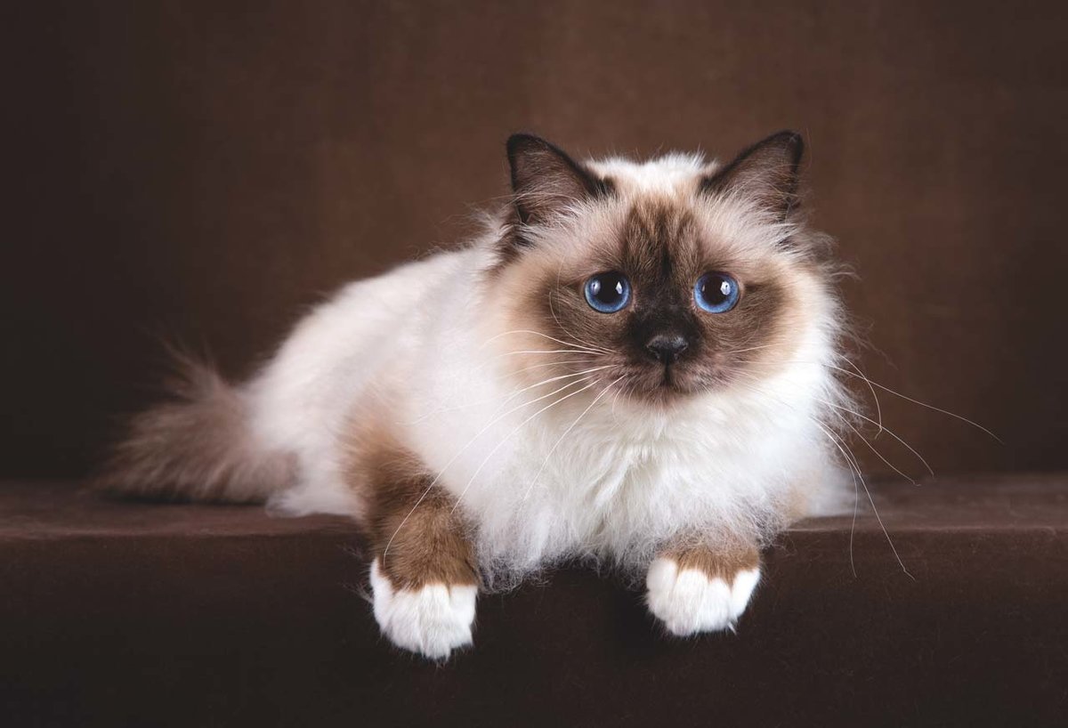 Самые ласковые породы кошек: рейтинг и описание
