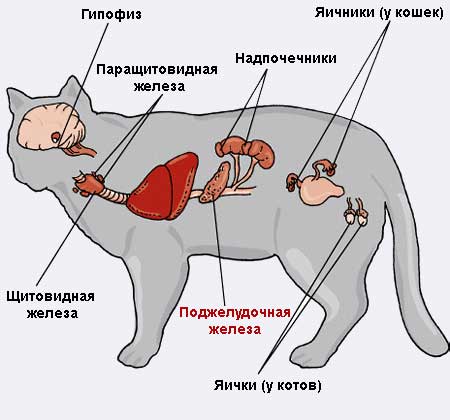 Гкмп у кошек: виды, причины, признаки, диагностика и терапия
