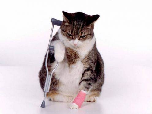Падение с кошки большой высоты, травмы кошек, синдром падающих кошек, вывихи переломы у кошек после падения с высоты, первая помощь виды переломов, лечение кошек