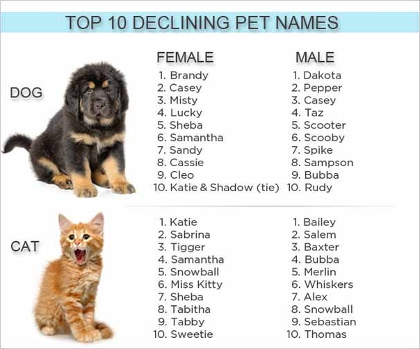 Имена для собак