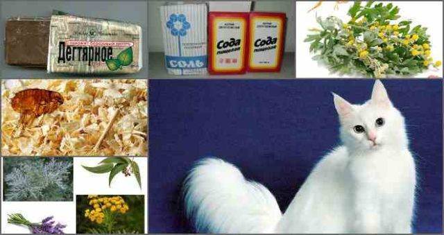 Как вывести блох у кошки в домашних условиях, народными средствами, как вывести из кквартиры