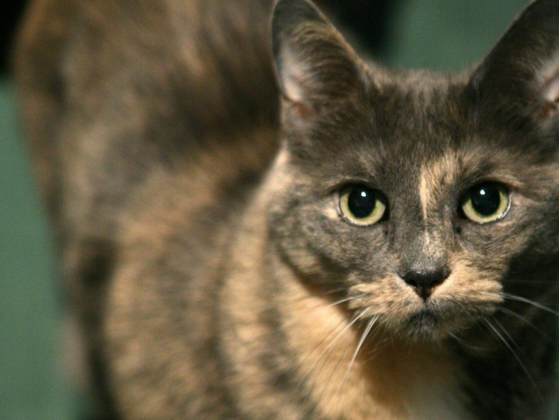 Почему нельзя смотреть кошке в глаза: приметы, мифы и суеверия