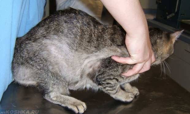 Кошка лысеет на животе и задних лапах. почему это происходит?