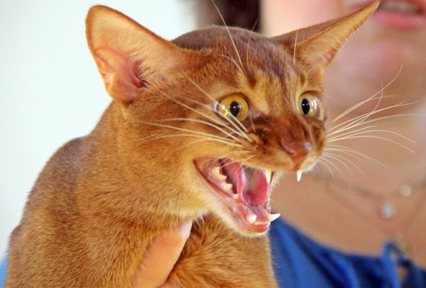 Рейтинг из 10 самых злых пород кошек в мире с описанием характера