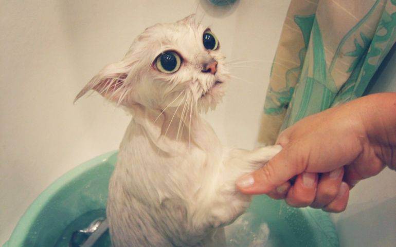 Как помыть кота? 61 фото как правильно купать 2-месячного котенка в домашних условиях? как пользоваться сеткой для мытья котов? можно ли купать котов хозяйственным мылом?