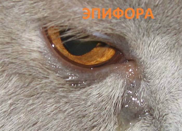 У кошки слезятся глаза: причины. что делать, если у кошки сильно слезятся глаза