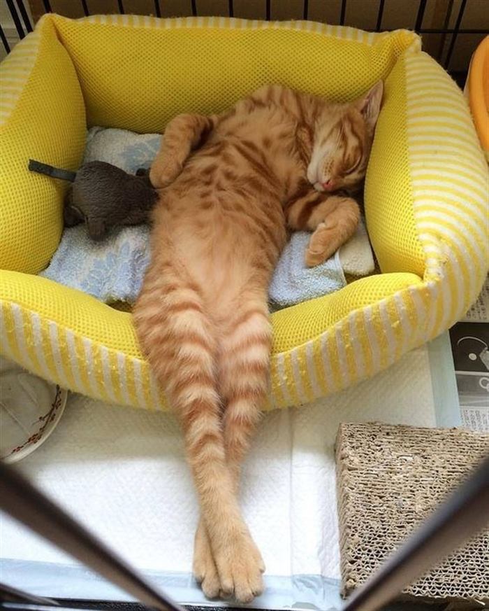 Котёнок постоянно спит: почему, что делать, надо ли его будить, надо ли вести к ветеринару. сонливость у котят: норма или нарушение?