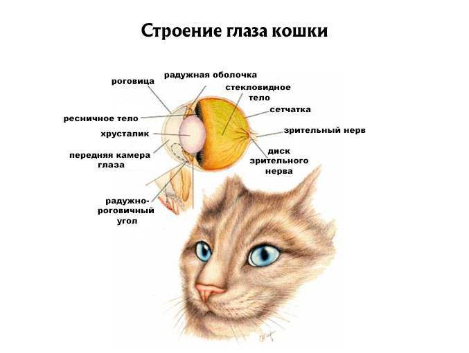 Строение кошки | кошки - кто они?