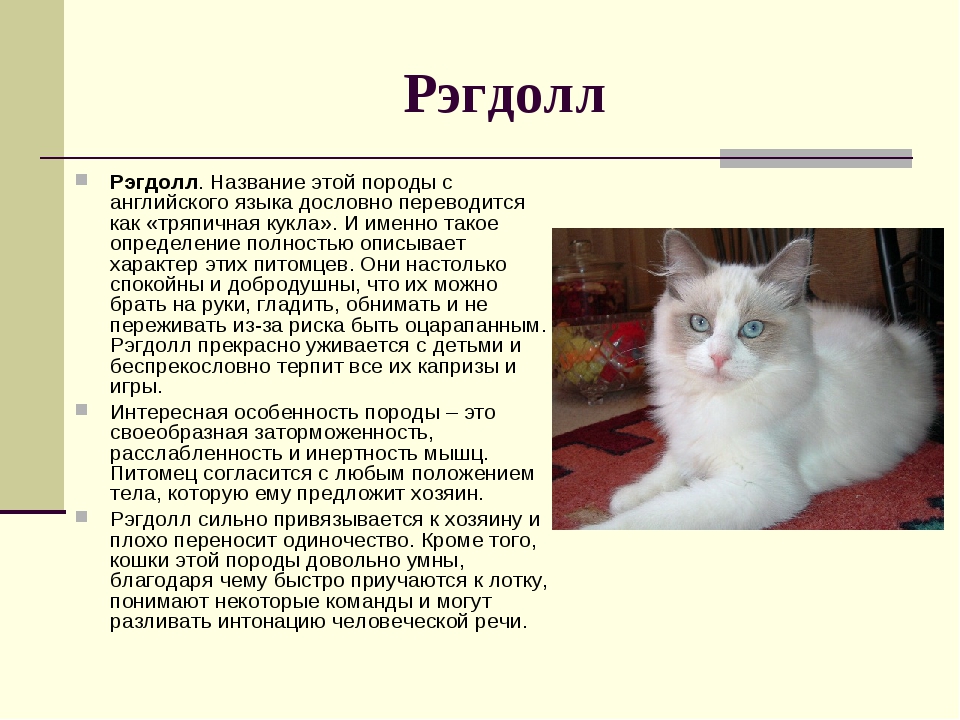 Рэгдолл: описание породы кошек, характер, отзывы (с фото и видео)