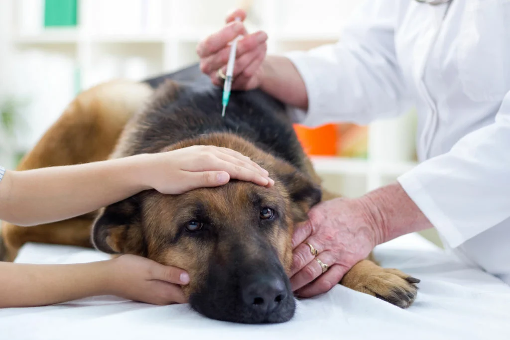 Как усыпить собаку — дома или в клинике?
