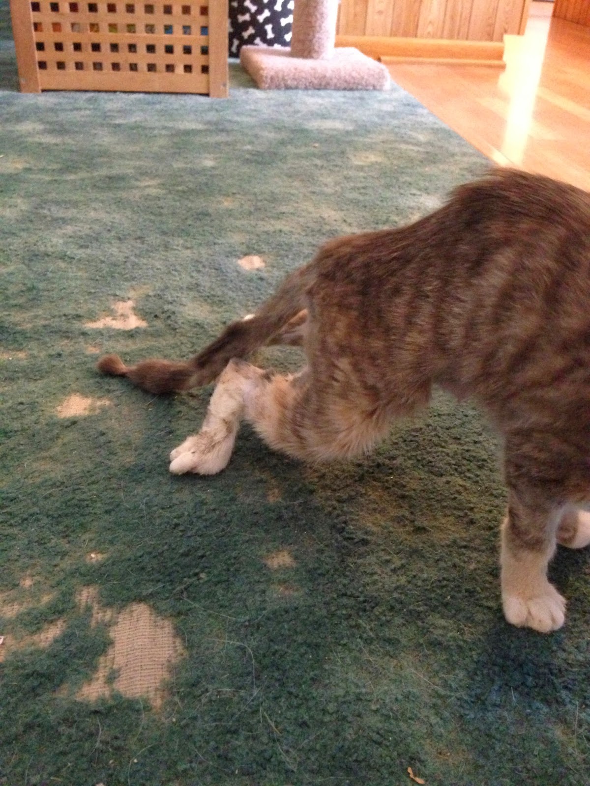 У кота отнимаются задние лапы: почему и что делать, если питомцу отказали ноги?