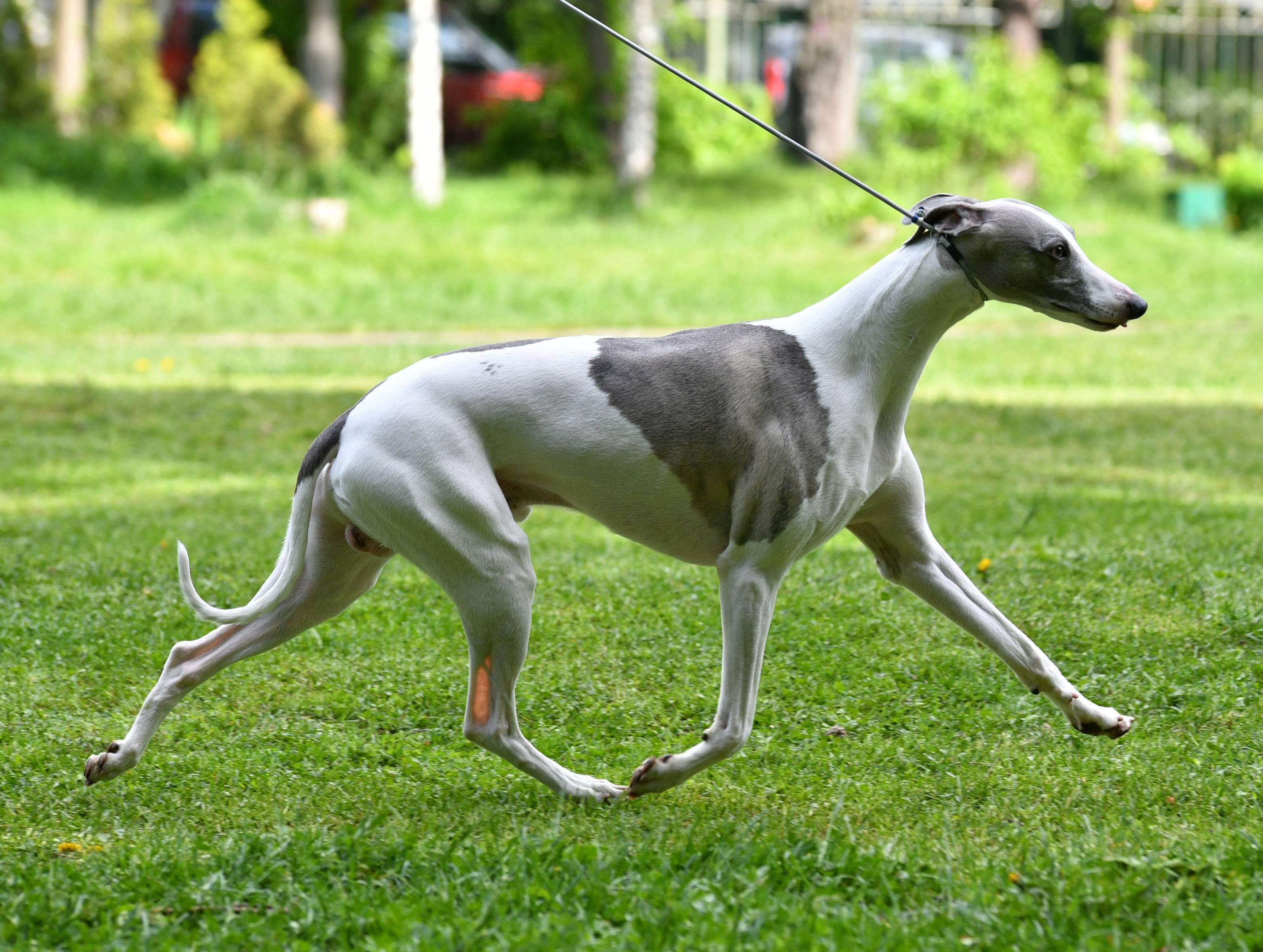 Собака малая английская борзая уиппет - описание породы, сколько живет грейхаунд бедняков