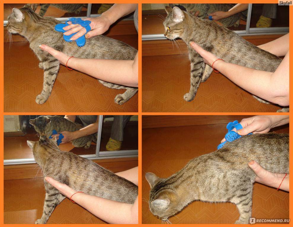 Как правильно вычесывать кошку: инструкции, особенности процедуры