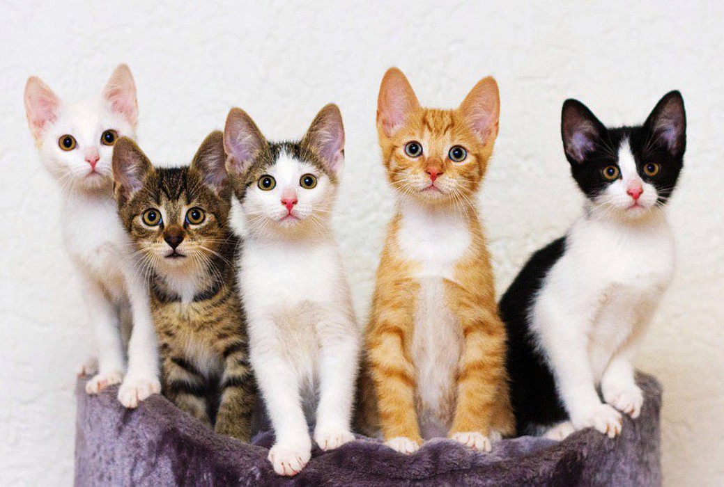 Кошки для детей (47 фото): какие породы подходят лучше всего? как выбрать кота в квартиру? какие кошки не любят детей?