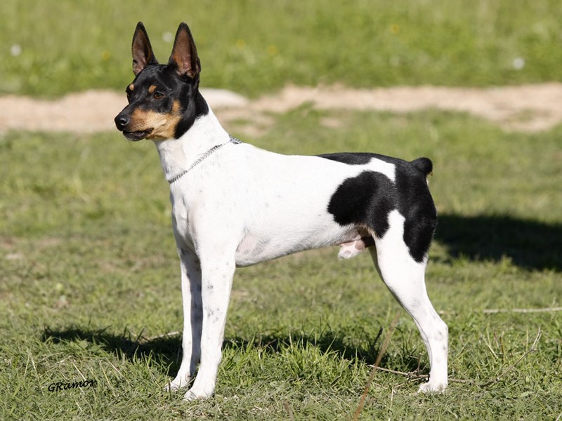 Басенджи: всё о собаке, описание породы и характеристика, фото, видео | dogkind.ru