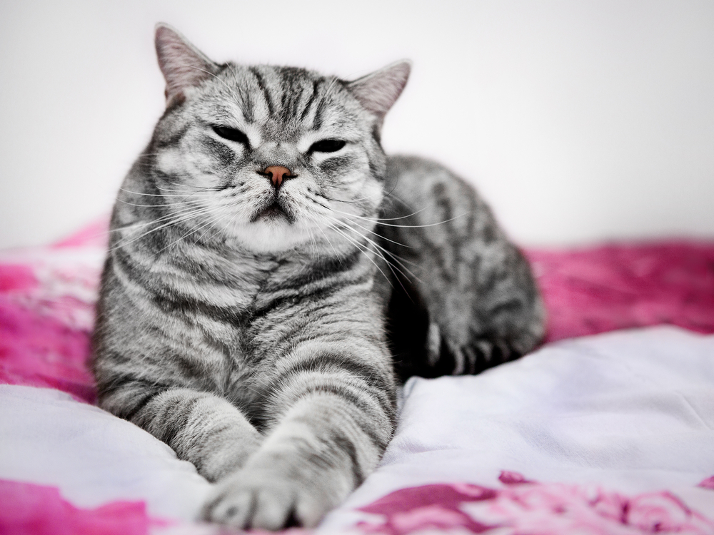 Как называется порода кошек из рекламы корма «вискас»?
