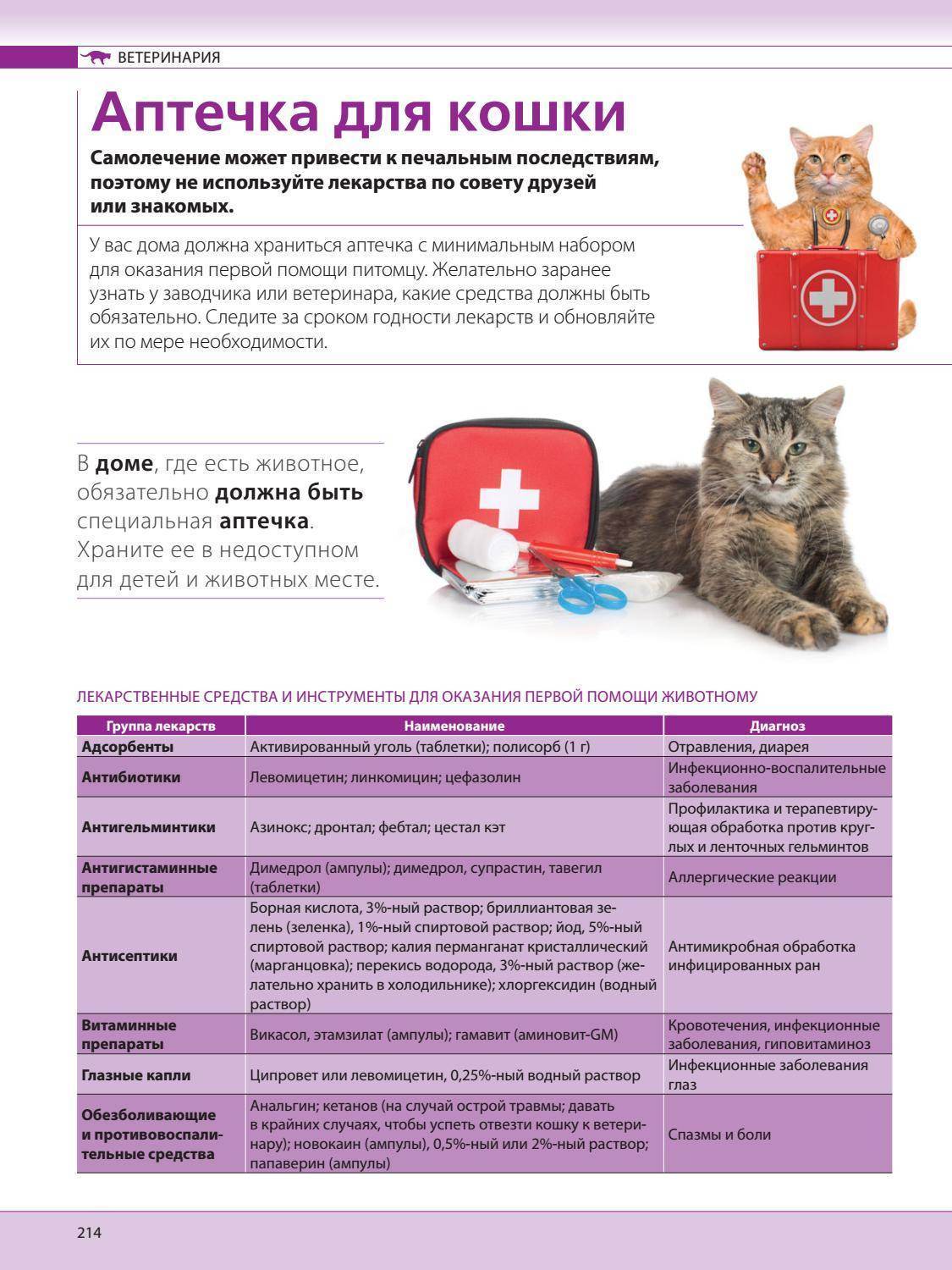 Домашняя кошачья аптечка. полный список инструментов и препаратов.