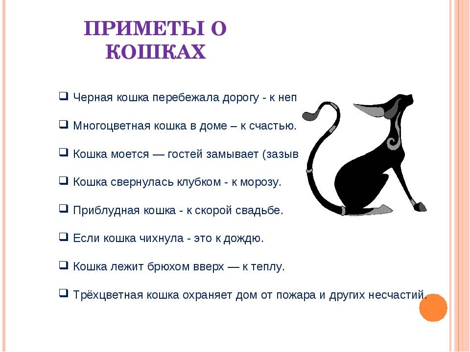 Кошки какого цвета приносят в дом удачу и благополучие
