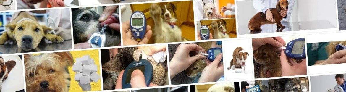 Сахарный диабет у кошек: лечение, питание, симптомы - зоомедик