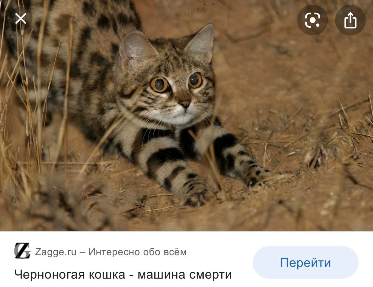 Черноногая кошка: описание внешности, характер, среда обитания и образ жизни, фото