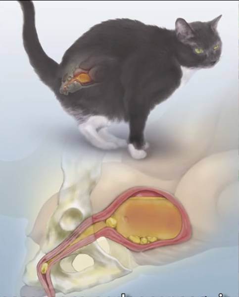 Мочекаменная болезнь у котов – симптомы, профилактика и лечение мкб у котов