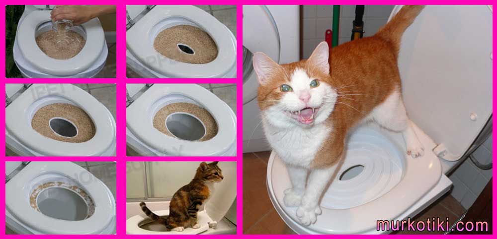 Почему кот не ходит в туалет по-большому и что делать?