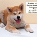 ᐉ клички для собак породы чихуахуа и их влияние на судьбу питомца - ➡ motildazoo.ru